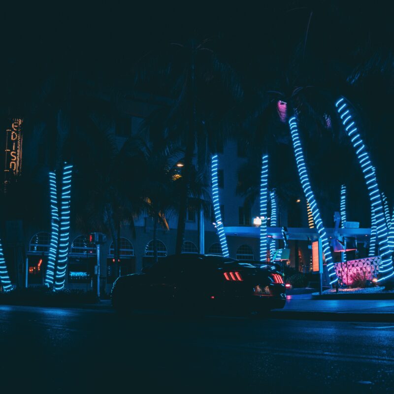 Palms illuminated by LED Lights